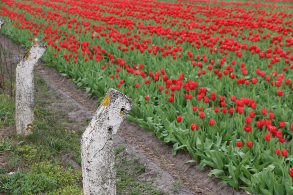 Flowers in Holland Dutch Countryside