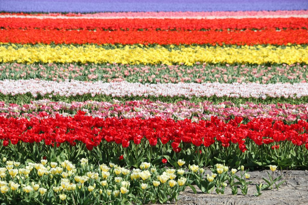 tulip fields holland