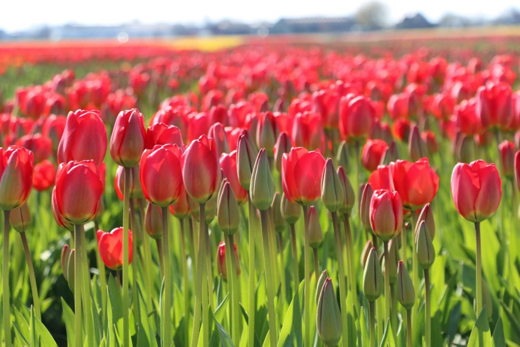 Bollenstreek Tulip Fields